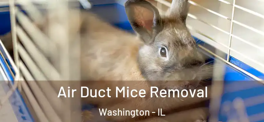  Air Duct Mice Removal Washington - IL